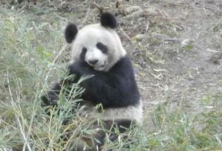 panda eating bamboo